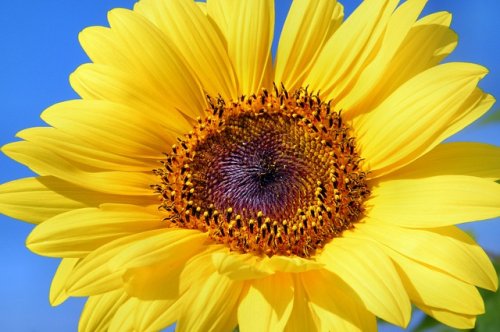 yellow sunflower